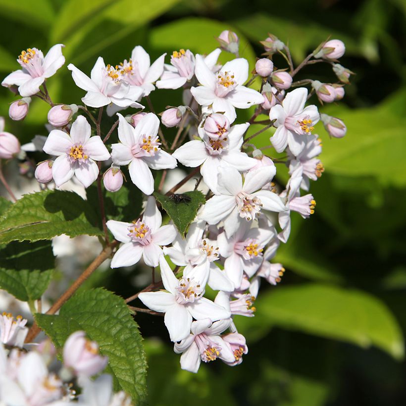 Deutzia Mont Rose - Rosendeutzie (Flowering)