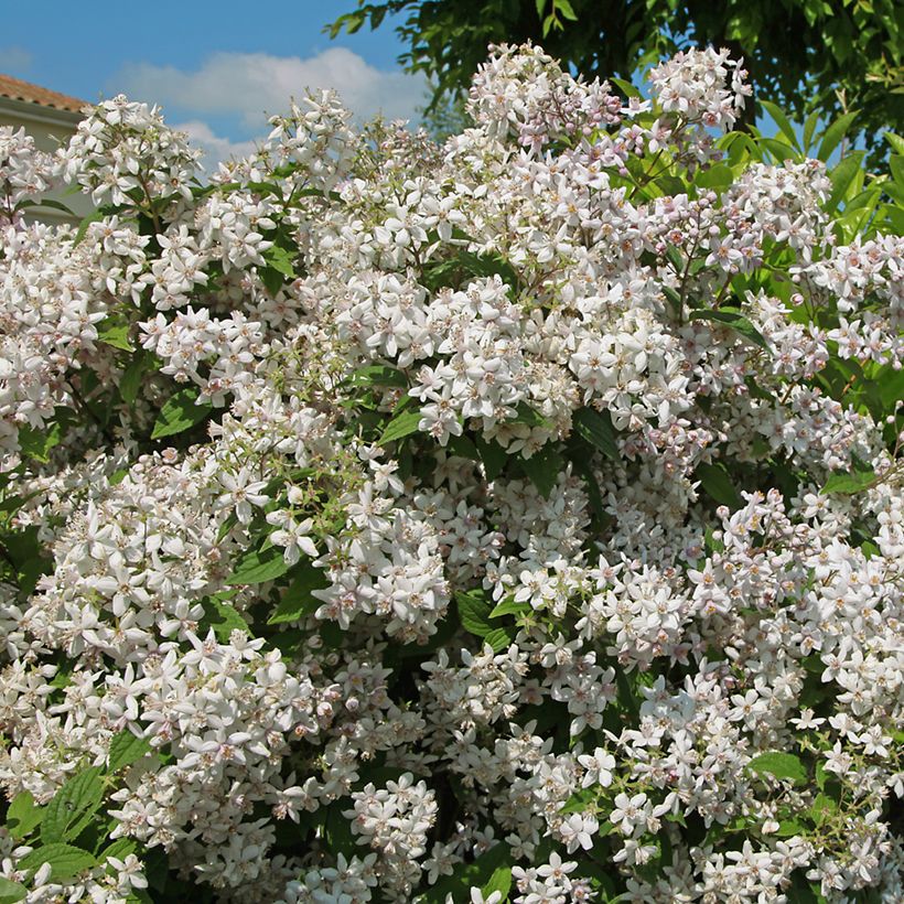 Deutzia Mont Rose - Rosendeutzie (Plant habit)