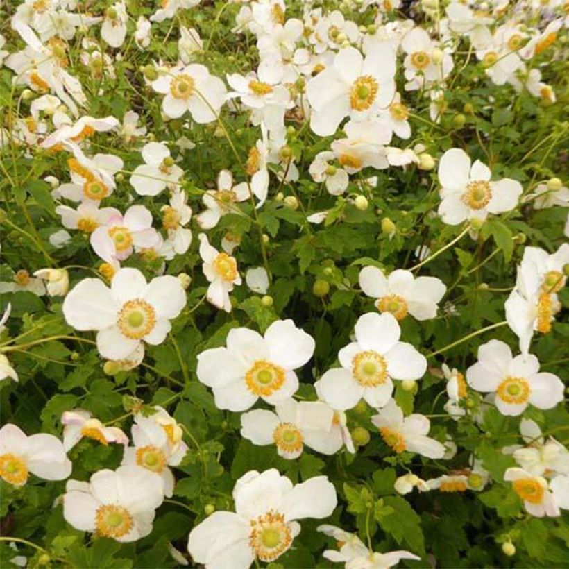 Anemone hupehensis var. japonica Pretty Lady Maria - Chinesische Herbst-Anemone (Flowering)