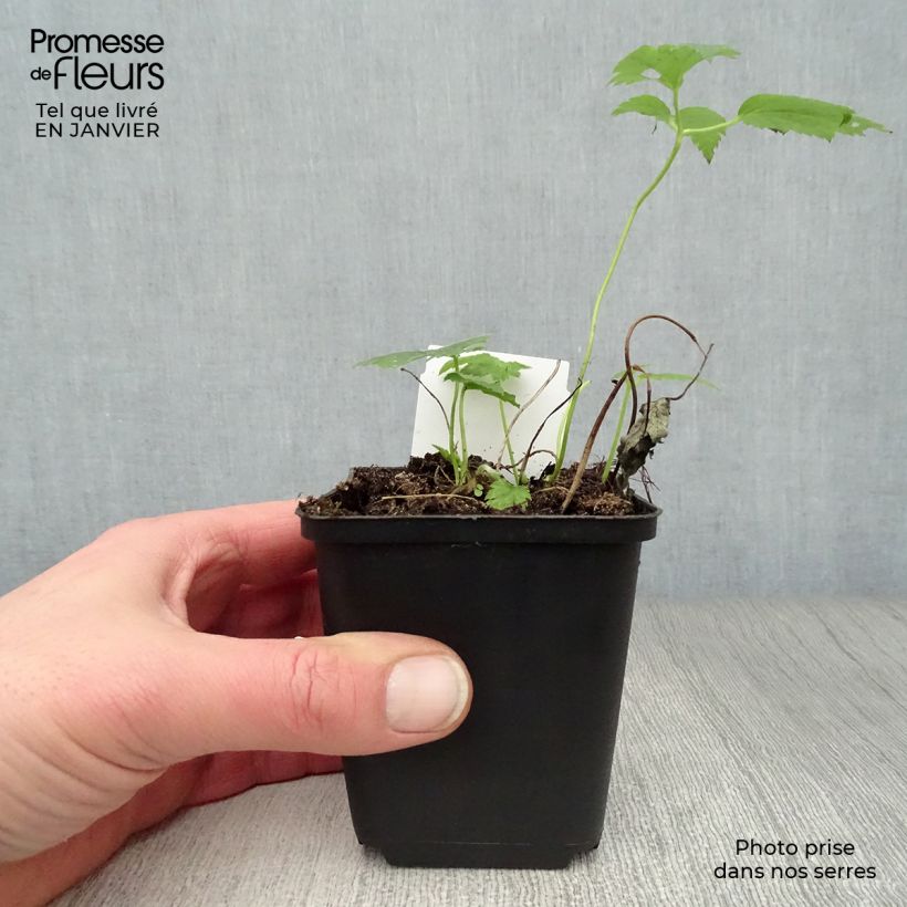 Exemplar von Anemone hupehensis var. japonica Pretty Lady Maria - Chinesische Herbst-Anemone Kleine Töpfe von 8/9 cm wie im Winter geliefert