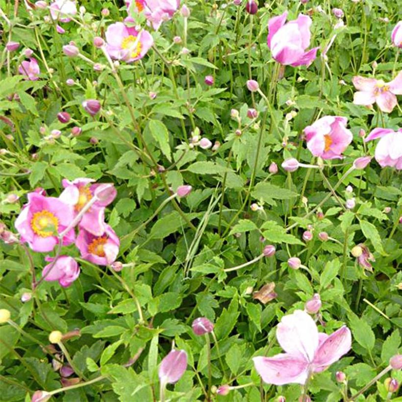Anemone Pretty Lady Susan - Japan-Herbst-Anemone (Flowering)