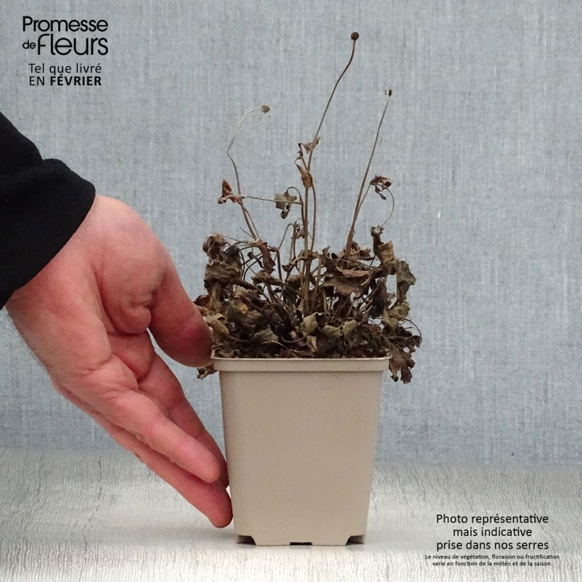 Exemplar von Anemone Pretty Lady Susan - Japan-Herbst-Anemone Kleine Töpfe von 8/9 cm wie im Winter geliefert