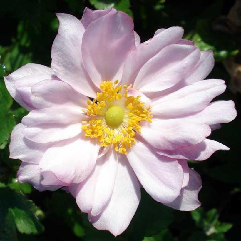 Anemone Königin Charlotte - Japan-Herbst-Anemone (Flowering)