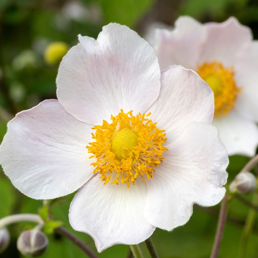 Anemone Regal Swan - Herbst-Anemone (Flowering)