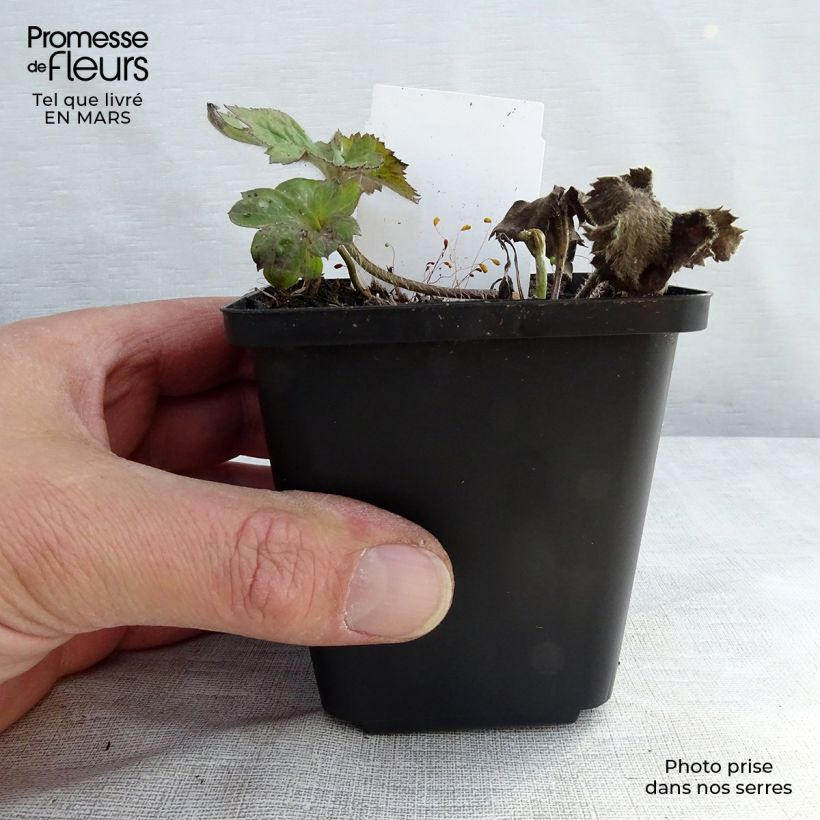 Exemplar von Anemone Königin Charlotte - Japan-Herbst-Anemone Kleine Töpfe von 8/9 cm wie im Frühjahr geliefert