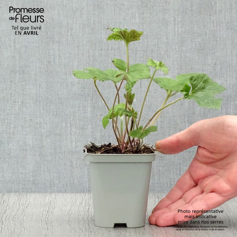 Exemplar von Anemone Richard Ahrens - Japan-Herbst-Anemone Kleine Töpfe von 8/9 cm wie im Frühjahr geliefert