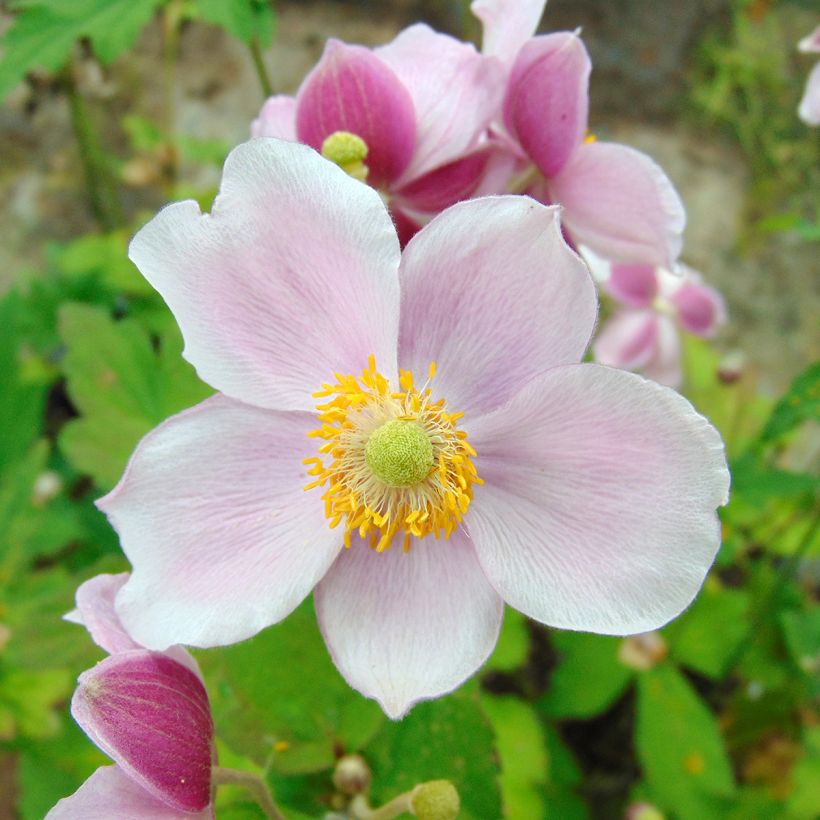 Anemone hupehensis September Charm - Chinesische Herbst-Anemone (Flowering)