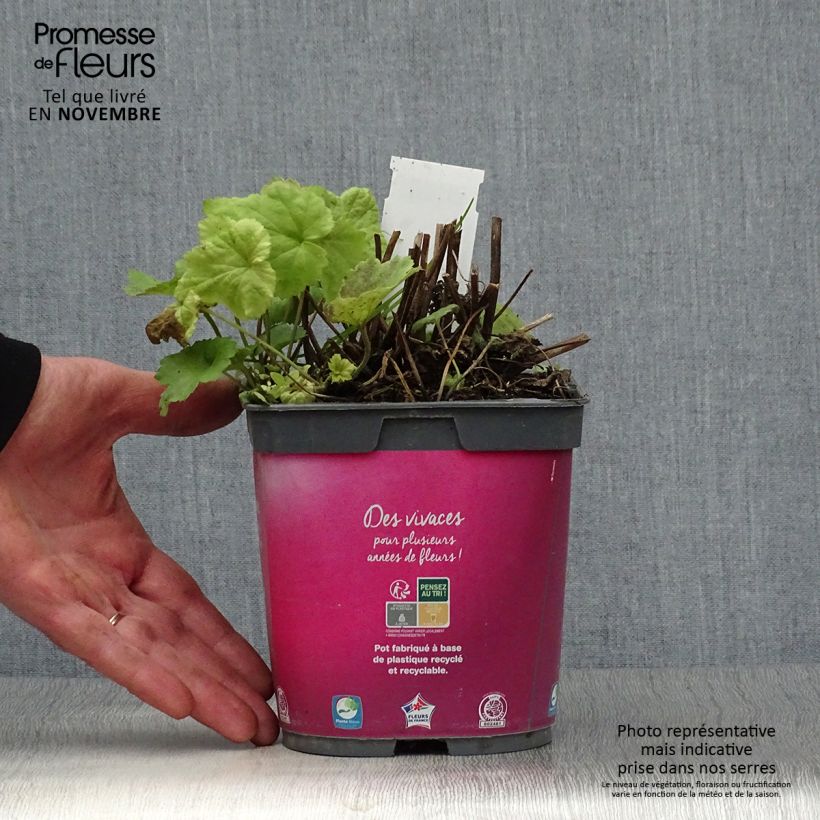 Example of Anemone hupehensis September Charm - Chinesische Herbst-Anemone Topf mit 2L/3L as you get in automne