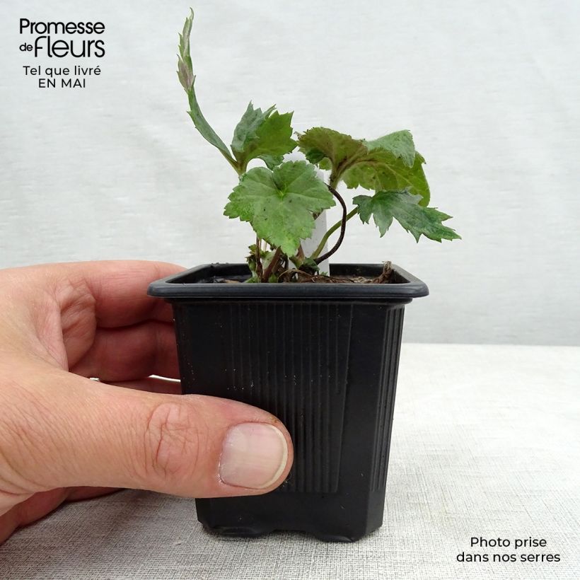 Exemplar von Anemone hupehensis September Charm - Chinesische Herbst-Anemone Kleine Töpfe von 8/9 cm wie im Frühjahr geliefert