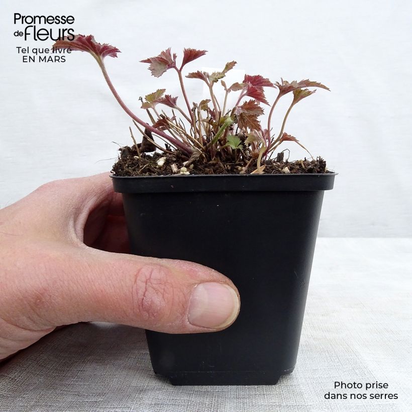 Exemplar von Anemone hupehensis Splendens - Chinesische Herbst-Anemone Kleine Töpfe von 8/9 cm wie im Frühjahr geliefert