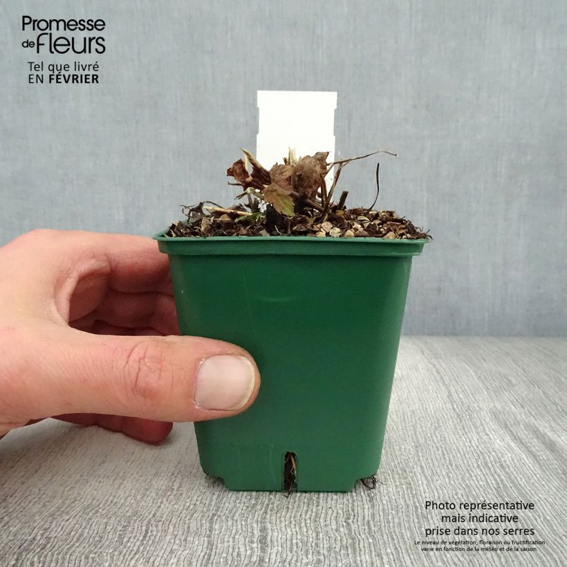 Exemplar von Anemone hupehensis Splendens - Chinesische Herbst-Anemone Kleine Töpfe von 8/9 cm wie im Winter geliefert