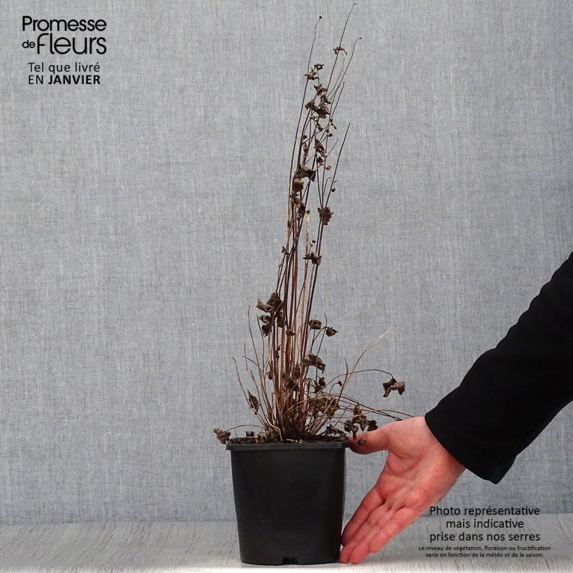 Exemplar von Anemone hupehensis Splendens - Chinesische Herbst-Anemone Topf mit 2L/3L wie im Winter geliefert