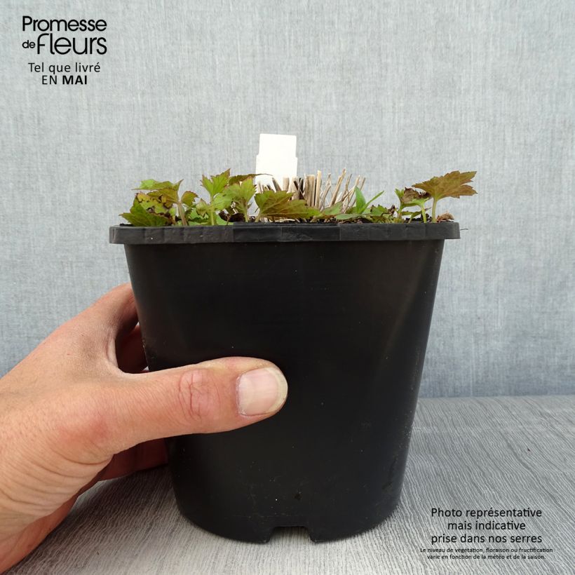 Exemplar von Anemone hupehensis Splendens - Chinesische Herbst-Anemone Topf mit 2L/3L wie im Frühjahr geliefert