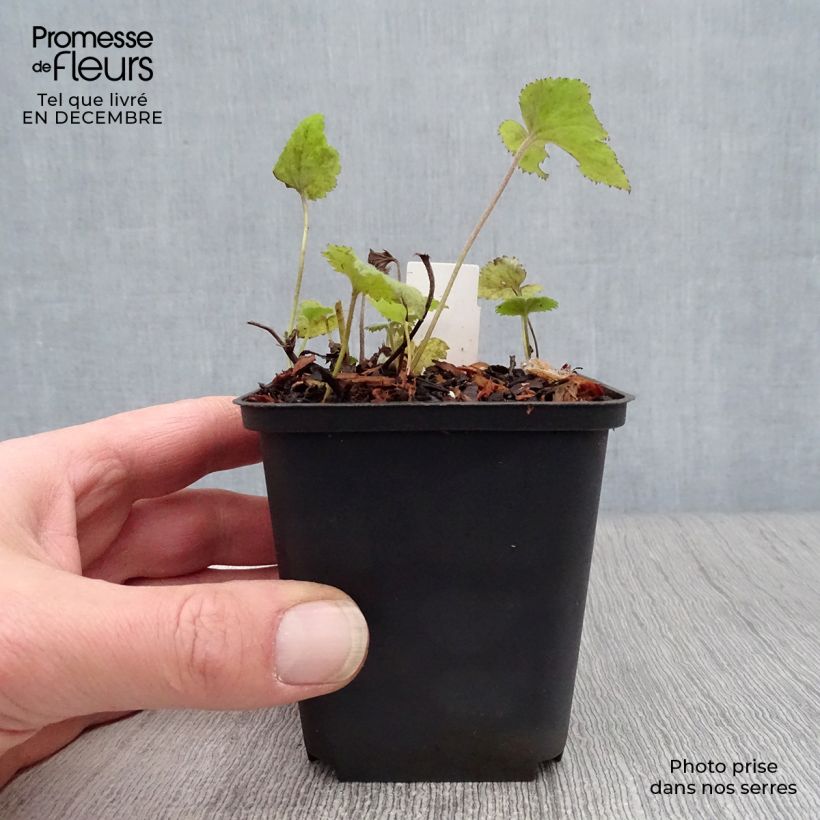 Exemplar von Anemone Whirlwind - Japan-Herbst-Anemone Kleine Töpfe von 8/9 cm wie im Winter geliefert