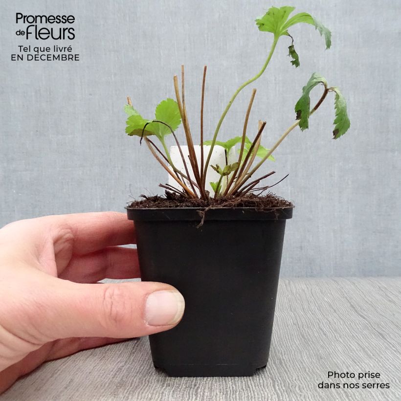 Exemplar von Anemone Wild Swan - Japan-Herbst-Anemone Kleine Töpfe von 8/9 cm wie im Winter geliefert