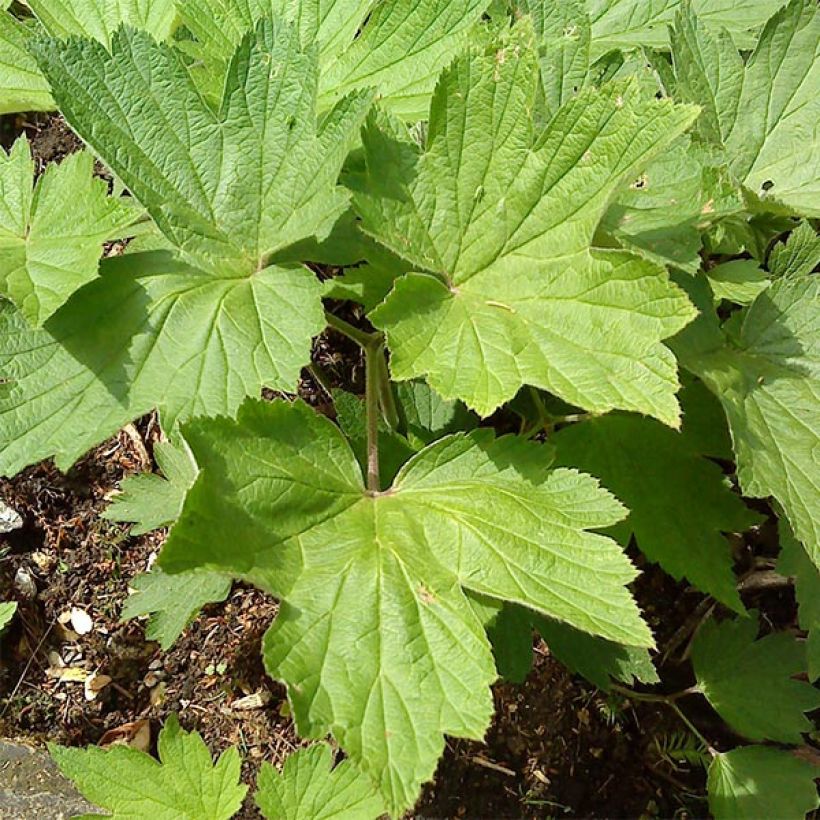 Anemone hupehensis Splendens - Chinesische Herbst-Anemone (Foliage)