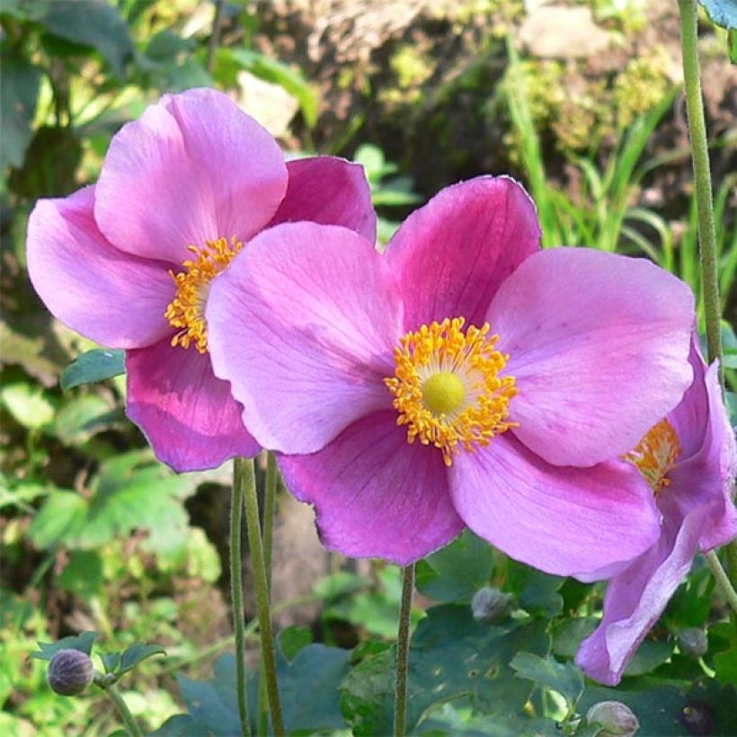 Anemone hupehensis Splendens - Chinesische Herbst-Anemone (Flowering)