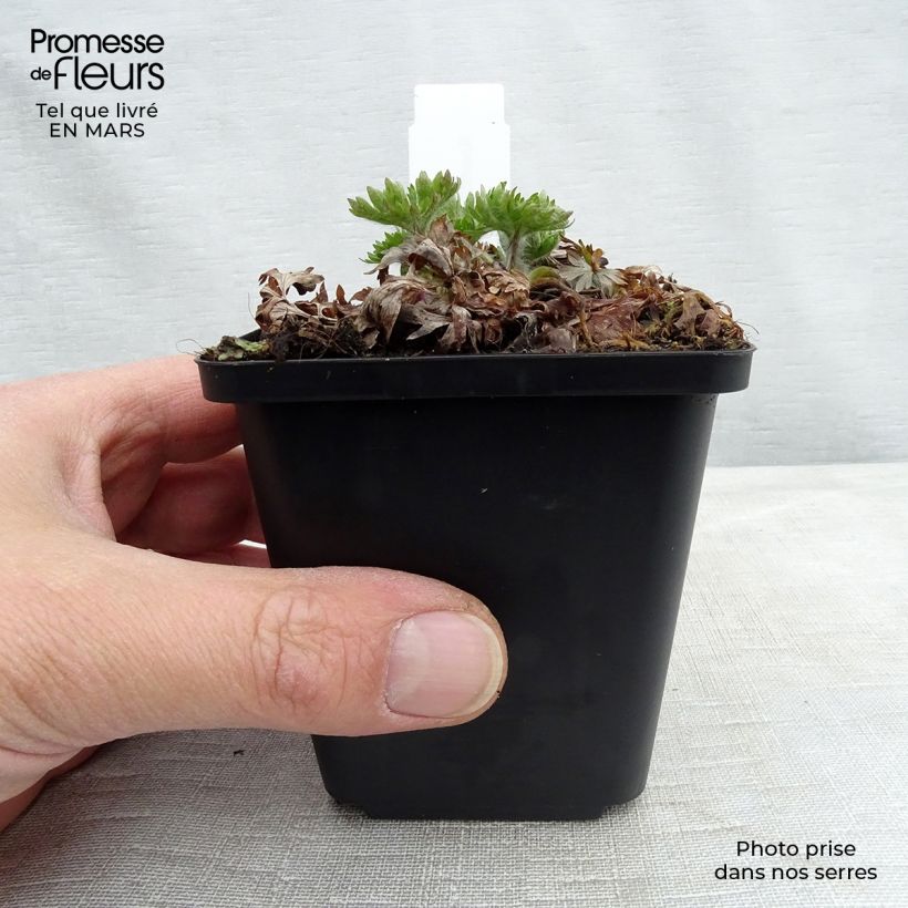 Exemplar von Anemone multifida Major - Frühsommer-Windröschen Kleine Töpfe von 8/9 cm wie im Winter geliefert