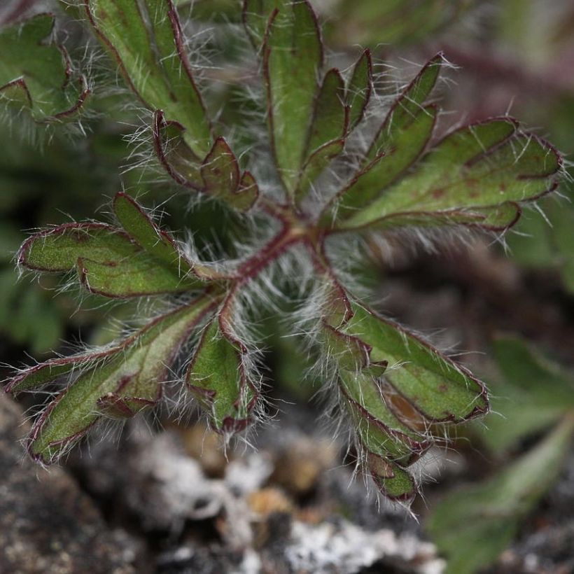 Anemone multifida Rosea - Frühsommer-Windröschen (Foliage)