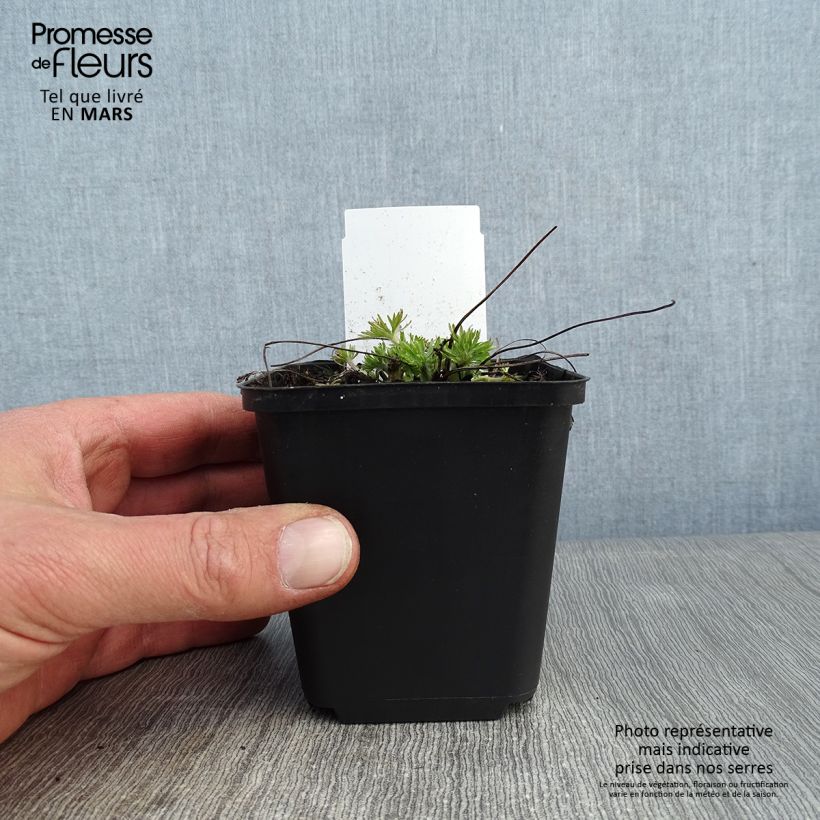 Exemplar von Anemone multifida Rosea - Frühsommer-Windröschen Kleine Töpfe von 8/9 cm wie im Winter geliefert