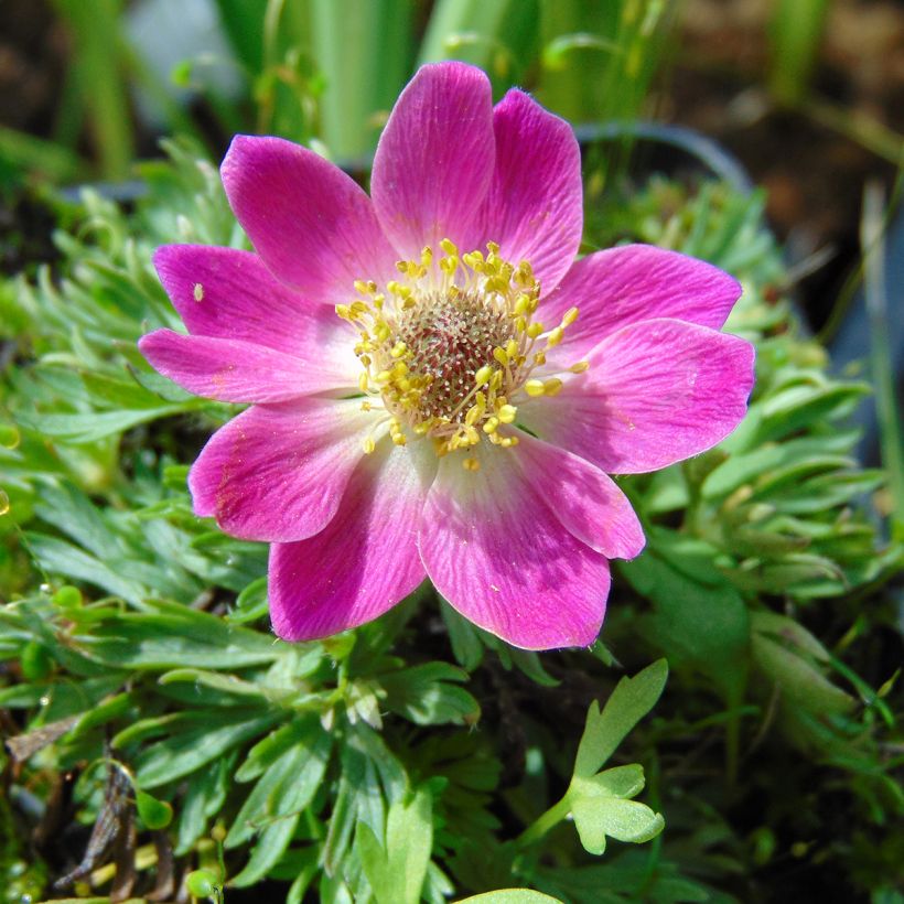 Anemone multifida Rubra - Frühsommer-Windröschen (Flowering)