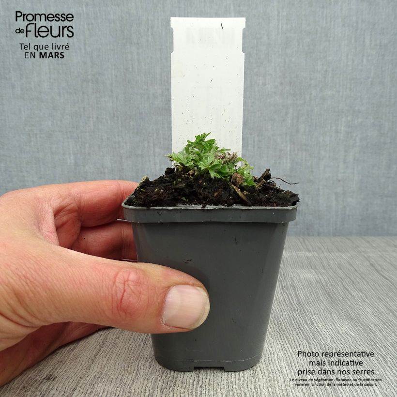 Exemplar von Anemone multifida Rubra - Frühsommer-Windröschen Kleine Töpfe von 8/9 cm wie im Frühjahr geliefert