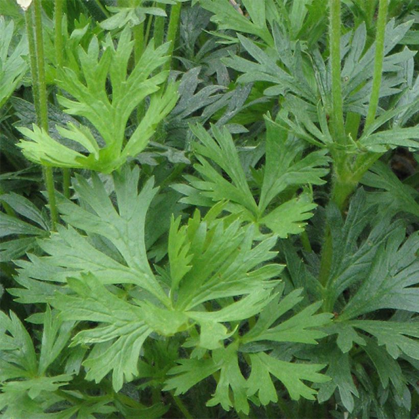 Anemone multifida Major - Frühsommer-Windröschen (Foliage)