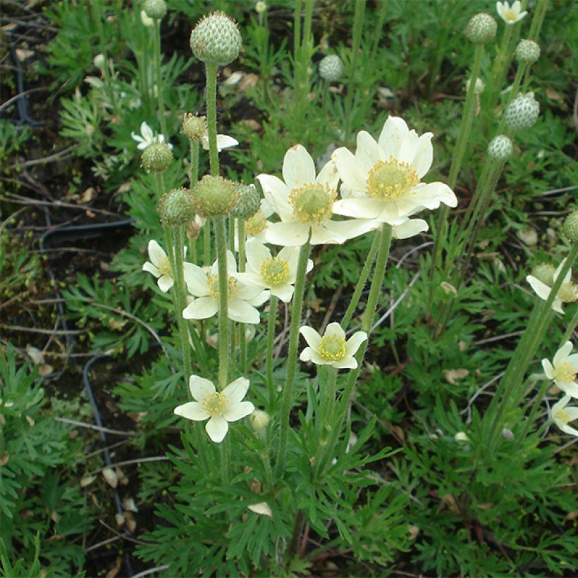 Anemone multifida Major - Frühsommer-Windröschen (Plant habit)