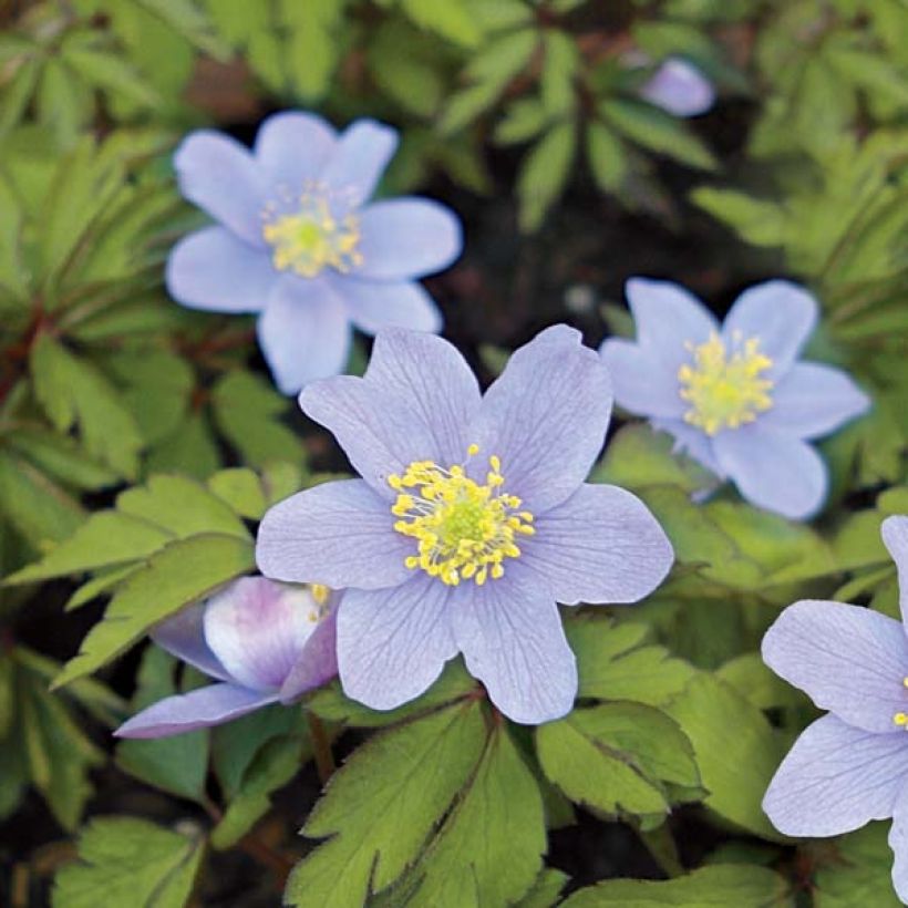 Anemone nemorosa Robinsoniana - Busch-Windröschen (Flowering)