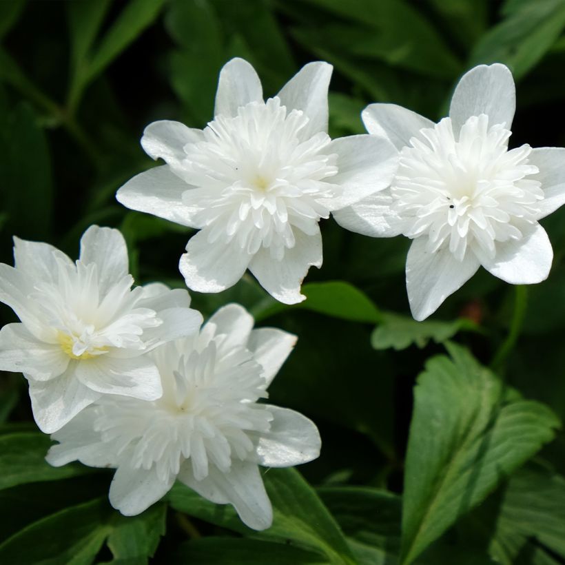 Anemone nemorosa Vestal - Busch-Windröschen (Flowering)