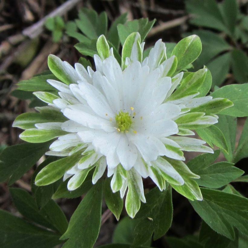 Anemone nemorosa Bracteata Plena - Busch-Windröschen (Flowering)