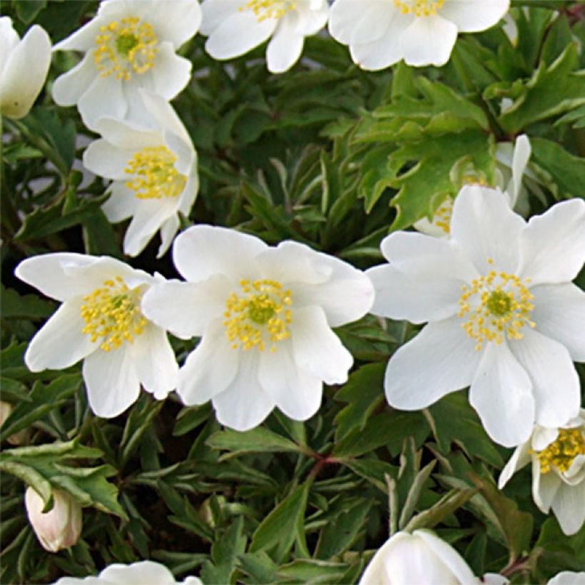 Anemone nemorosa Leeds' Variety - Busch-Windröschen (Flowering)