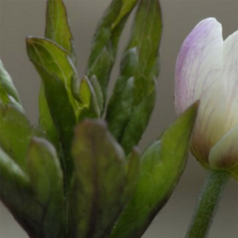 Anemone nemorosa Lucia - Busch-Windröschen (Foliage)