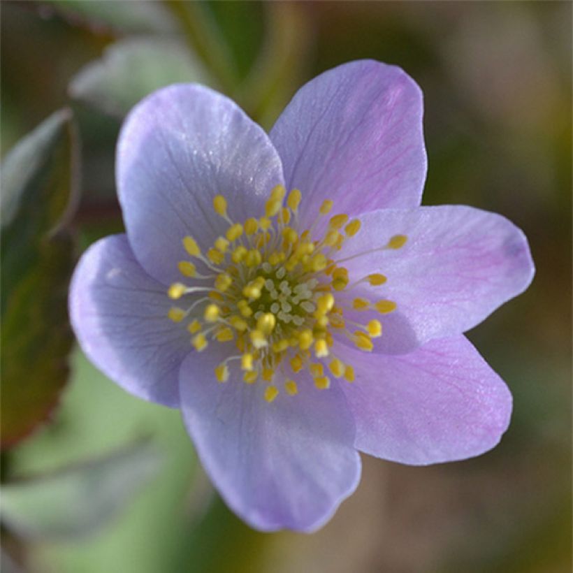 Anemone nemorosa Lucia - Busch-Windröschen (Flowering)