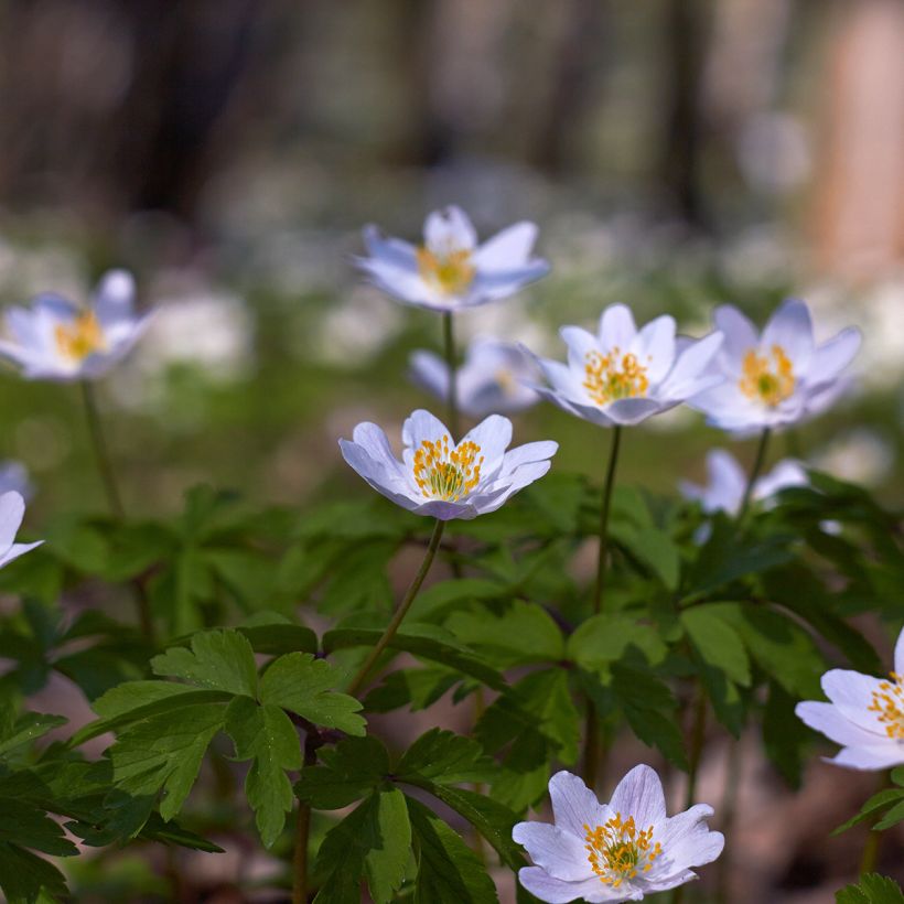 Anemone nemorosa Lucia - Busch-Windröschen (Plant habit)