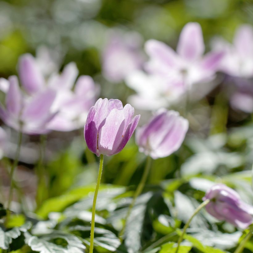 Anemone nemorosa Marie-Rose - Busch-Windröschen (Plant habit)