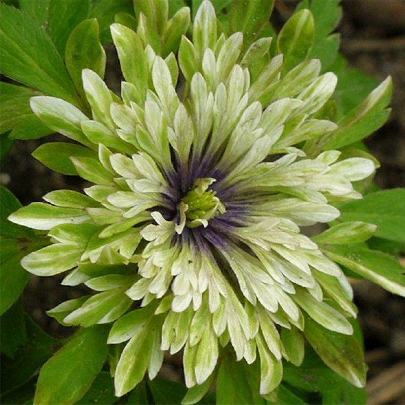 Anemone nemorosa Virescens - Busch-Windröschen (Flowering)