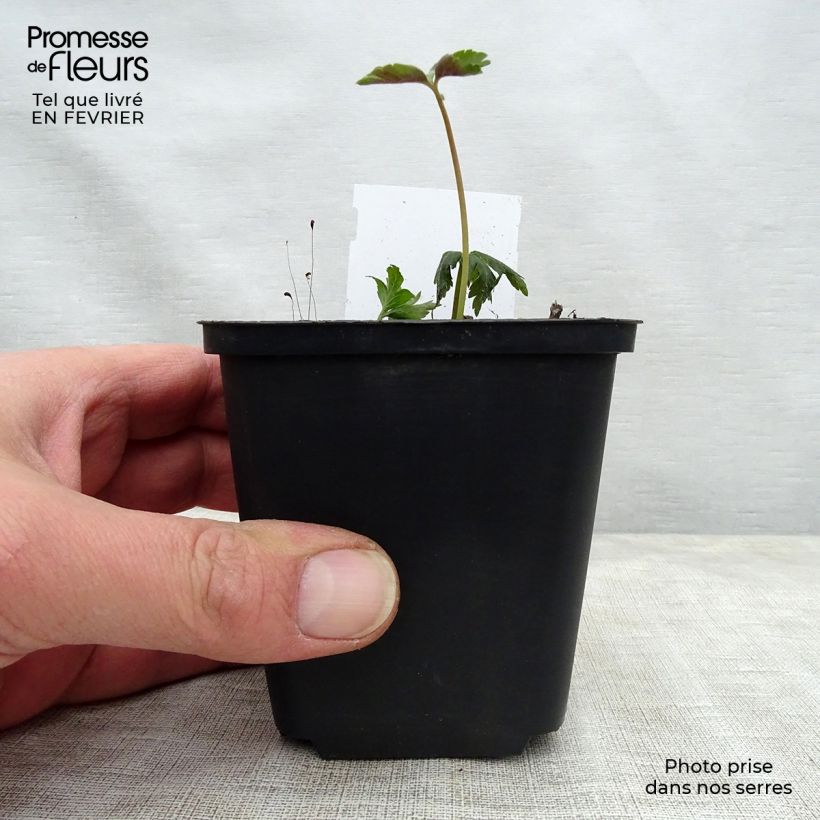 Exemplar von Anemone nemorosa - Busch-Windröschen Kleine Töpfe von 8/9 cm wie im Winter geliefert