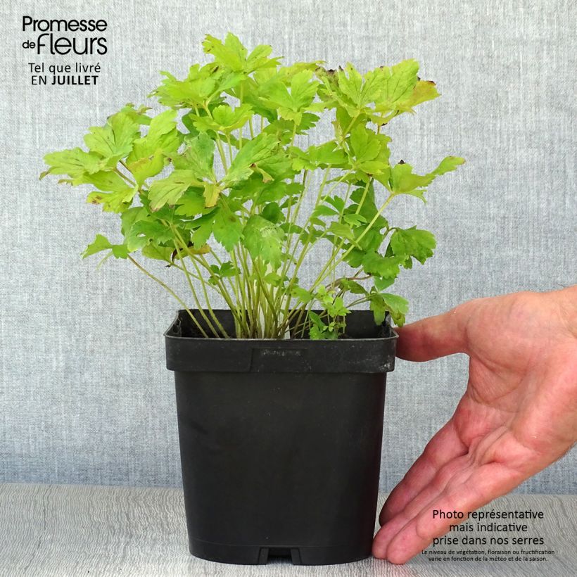 Example of Großes Windröschen - Anemone sylvestris Topf mit 2L/3L as you get in ete