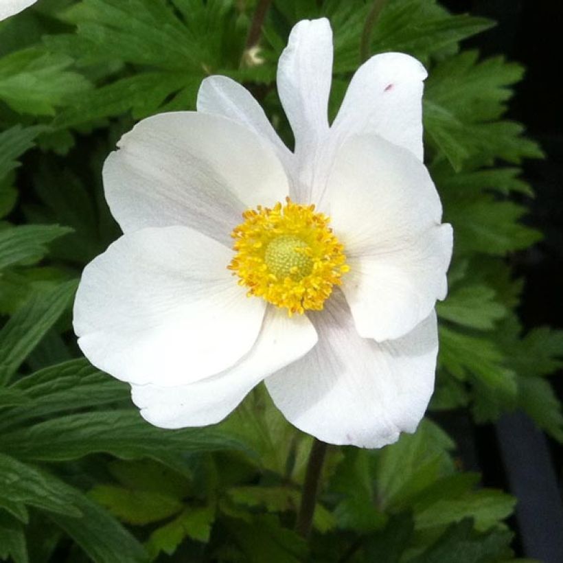 Großes Windröschen - Anemone sylvestris (Flowering)