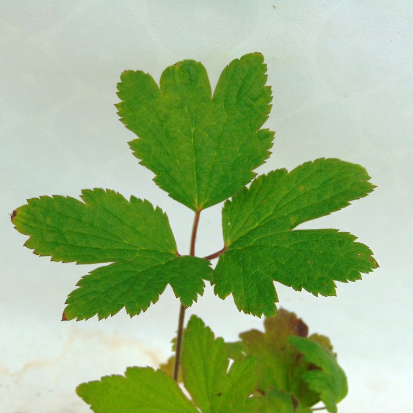 Anemone tomentosa Albadura - Chinesische Herbst-Anemone (Foliage)