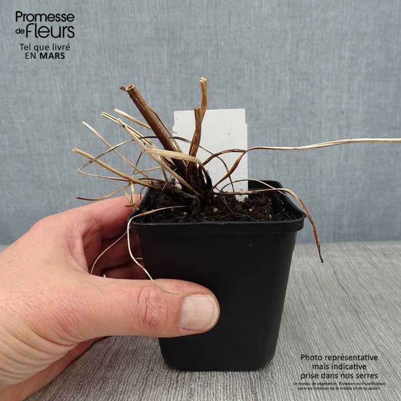 Exemplar von Anemone tomentosa Albadura - Chinesische Herbst-Anemone Kleine Töpfe von 8/9 cm wie im Winter geliefert