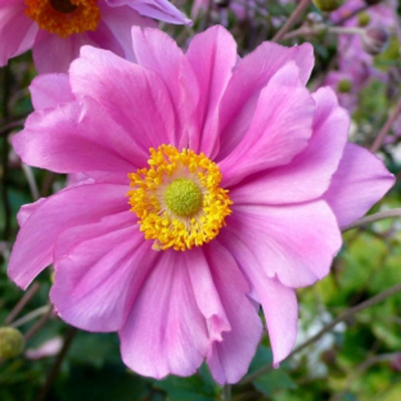 Anemone Serenade - Japan-Herbst-Anemone (Flowering)