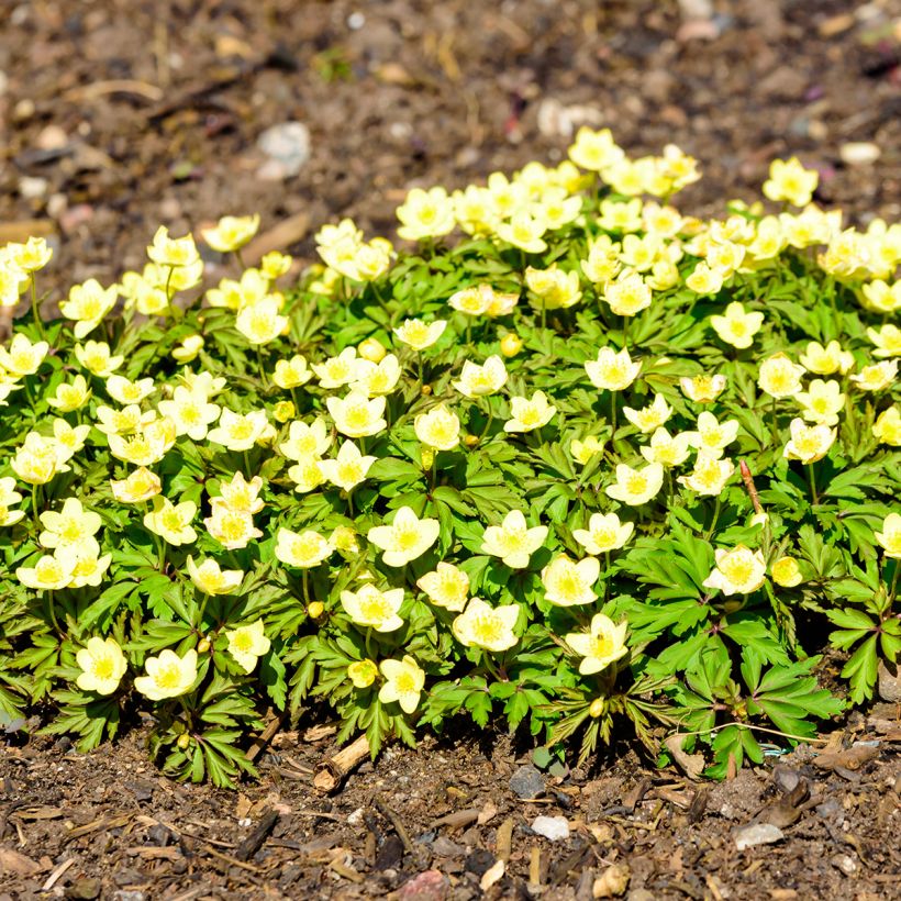 Anemone lipsiensis - Leipziger Buschwindröschen (Plant habit)
