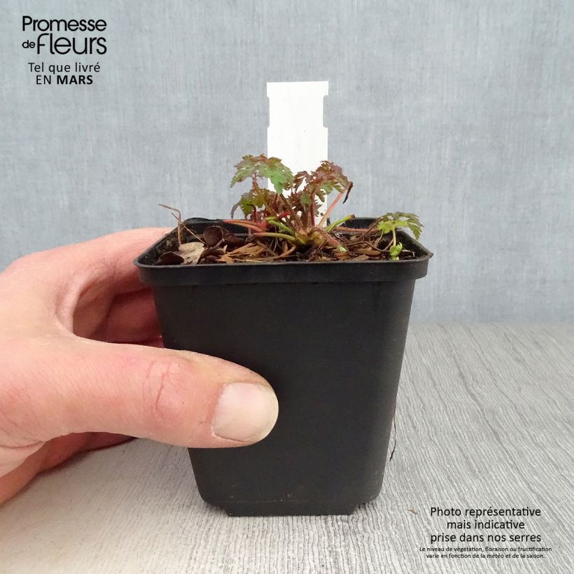 Exemplar von Anemonella thalictroides - Raute-Anemone Kleine Töpfe von 8/9 cm wie im Frühjahr geliefert