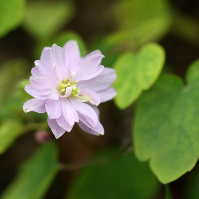 Anemonella thalictroides - Raute-Anemone (Flowering)