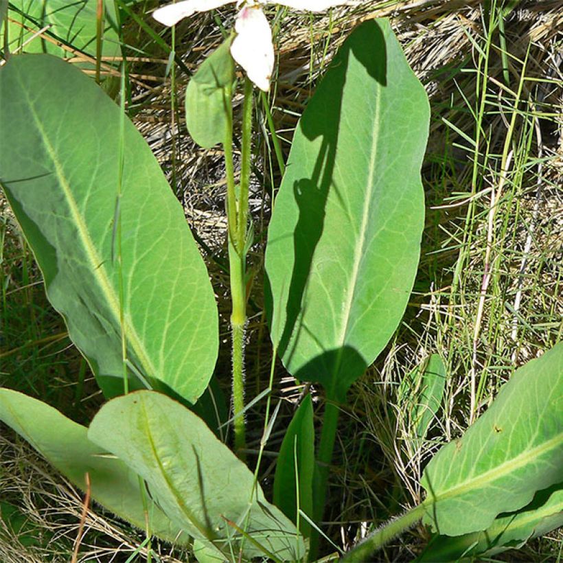 Anemopsis californica - Kalifornische Eidechsenschwanz (Foliage)