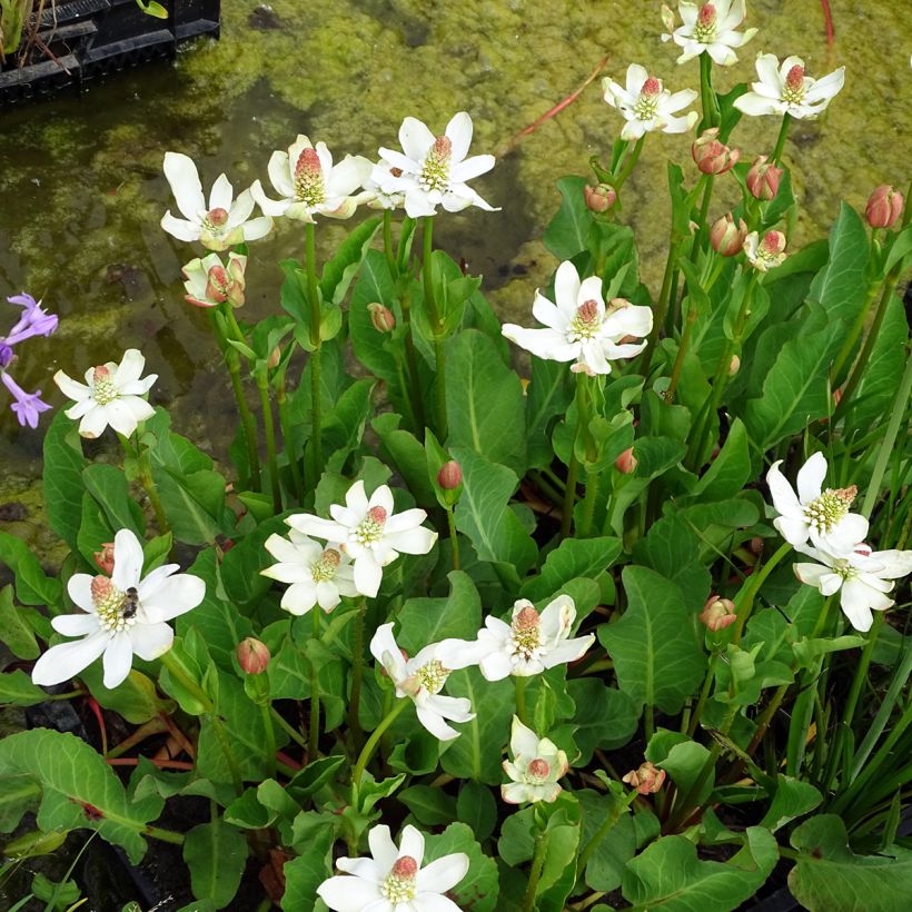Anemopsis californica - Kalifornische Eidechsenschwanz (Plant habit)