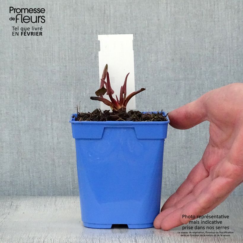 Exemplar von Anemopsis californica - Kalifornische Eidechsenschwanz Kleine Töpfe von 8/9 cm wie im Winter geliefert