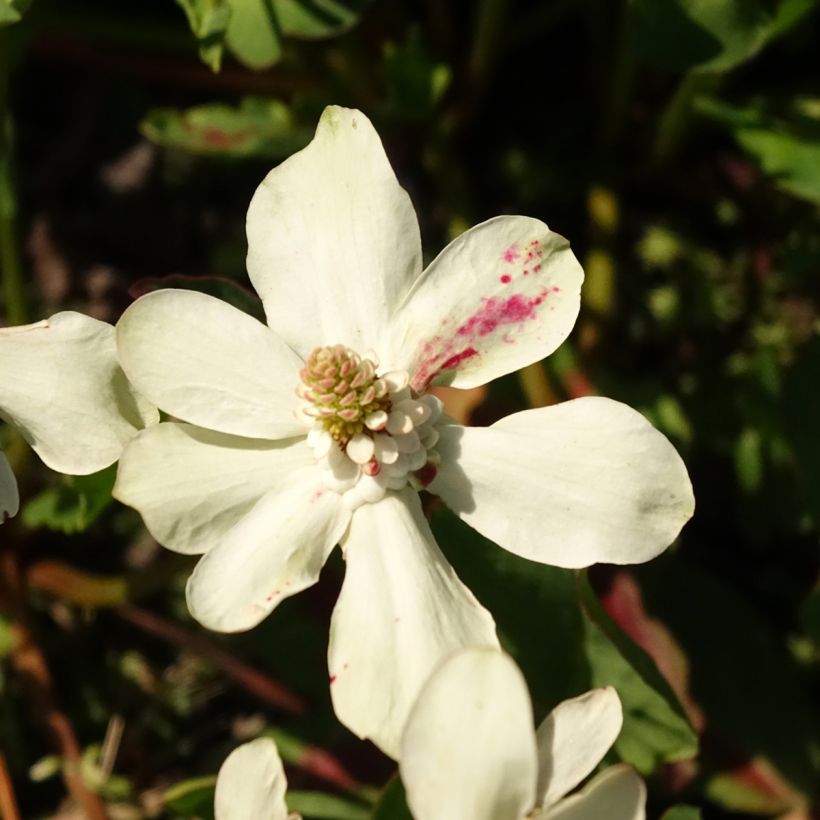 Anemopsis californica - Kalifornische Eidechsenschwanz (Flowering)